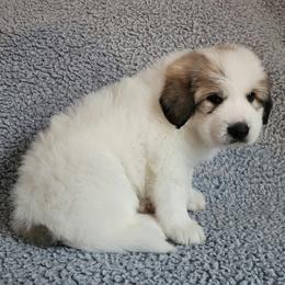 Sheeba - Yellow collar - White and badger female Great Pyrenees puppy in Monmouth, Maine from Flewelling Great Pyrenees