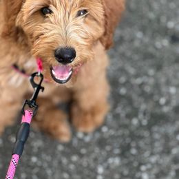 Whoodle All Grown Up from Perri’s Whoodles