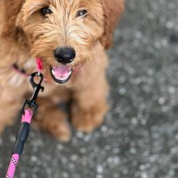 Whoodle All Grown Up from Perri’s Whoodles