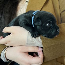 Beagle and Staffordshire Bull Terrier Puppies from Thor’s Beagles & Maha’s Staffy