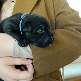 Beagle and Staffordshire Bull Terrier Puppies from Thor’s Beagles & Maha’s Staffy