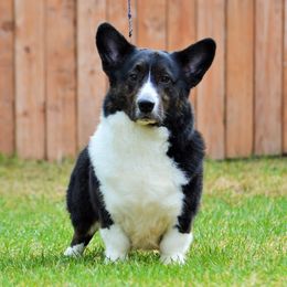 Vlad - Cardigan Welsh Corgi
