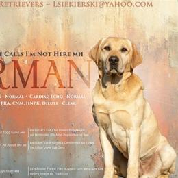 Norm - Labrador Retriever