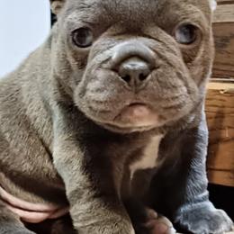 French Bulldogs from By Billy LaVie en Rose