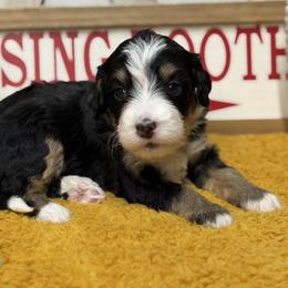 Timber - Tri-color female Bernedoodle puppy in Henry, Illinois from Rowe Farms Doodles