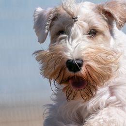 Sealyham Terriers from Altaco