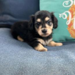 Bowen - Black and cream male Dachshund puppy in Myrtle, Mississippi from Mel’s Pups