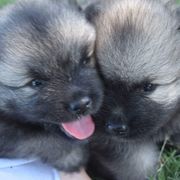 Keeshond Puppies from StarStruck Keeshonden