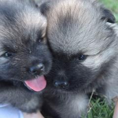 Keeshond Puppies from StarStruck Keeshonden