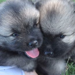 Keeshond Puppies from StarStruck Keeshonden