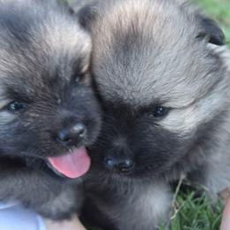 Keeshond Puppies from StarStruck Keeshonden