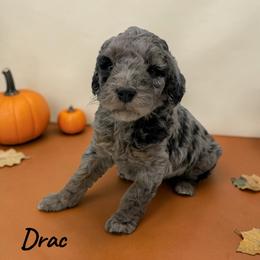 Drac - Merle male Goldendoodle puppy in Hughesville, Maryland from Fox Run Farm