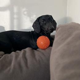 Dachshund All Grown Up from CasadeWeens