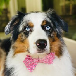 Jax - Australian Shepherd