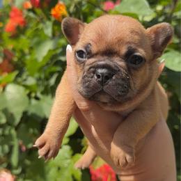 Dahlia - Fawn female French Bulldog puppy in Galt, California from The three little frenchies