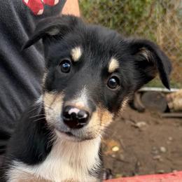 Punchbowl - female Alaskan Husky puppy in Wasilla, Alaska from Story Kennel