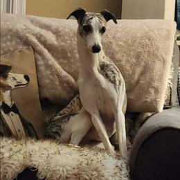 Cheers - Whippet