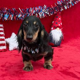 Frankie - Black and tan male Dachshund puppy in Lincoln, Arkansas from Red Dirt Dachshunds