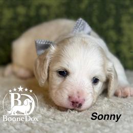 Sonny - Cream male Dachshund puppy in Lexington, Oklahoma from BooneDox Miniature Dachshunds