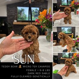 Bernedoodle, Cavapoo, Cavapoochon, Goldendoodle, Poodle, and Yorkipoo Puppies from Anchor Dogs