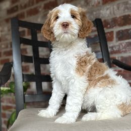 Girl 1 - Parti Goldendoodle puppy in Walker, Louisiana from Southern Oaks Goldendoodles