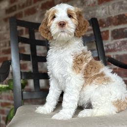 Girl 1 - Parti Goldendoodle puppy in Walker, Louisiana from Southern Oaks Goldendoodles