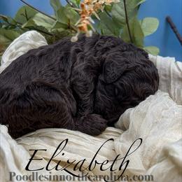 Elizabeth - Silver-beige  female Poodle puppy in Greenville, North Carolina from Grace Poodles