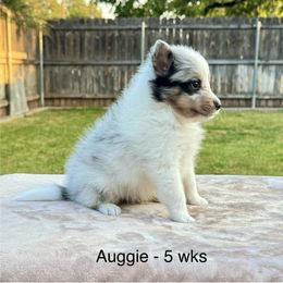 Auggie - White blue merle and tan male Shetland Sheepdog puppy in Abilene, Texas from Double Dare Shelties