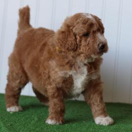 Ember - Red female Bernedoodle puppy in Springtown, Texas from North Texas Puppies