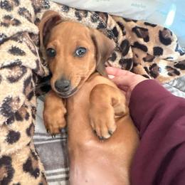 Big Red - Dapple male Dachshund puppy in Norman, Oklahoma from Mother of Dachshunds