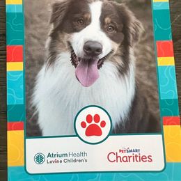 Australian Shepherd Puppies from Aussome Aussies