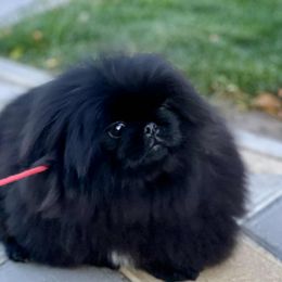 Tiffany - Black female Pekingese puppy in Florida from LionPalace