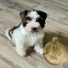 Miniature Schnauzer Puppies from Crown Schnauzers KC