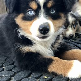 Toy Australian Shepherd Puppies from South Paw Toy Aussies