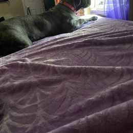 Cane Corso Puppies from AK&J Kentucky Corsos