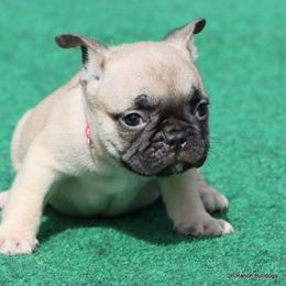 Chewie - Fawn male French Bulldog puppy in Winnsboro, Texas from JP Ranch Bulldogs