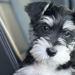 Border Collies and Miniature Schnauzers from Circle R Sidney