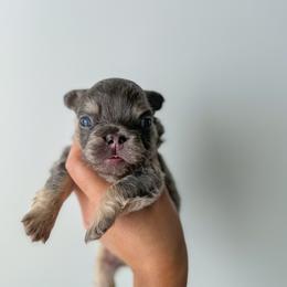 French Bulldog and Shih Tzu Puppies from Puppy Paper House