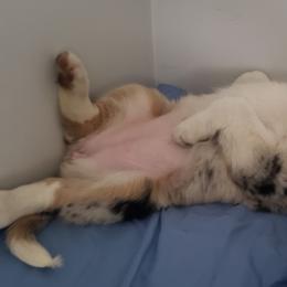 Australian Shepherd Puppies from MilkyWay Aussies with Tails