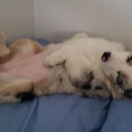 Australian Shepherd Puppies from MilkyWay Aussies with Tails