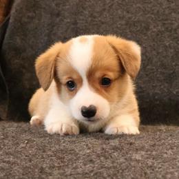 Uncle Sam - Red male Pembroke Welsh Corgi puppy in Arcanum, Ohio from Weissway Corgis