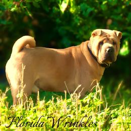 Rocky - Chinese Shar-Pei