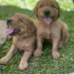 Golden Retriever Puppies from Shupe’s Sweet Southern Goldens