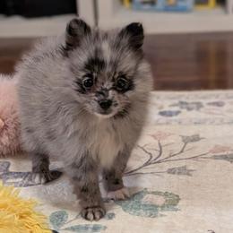 Gabby - Blue merle female Pomeranian puppy in Danielsville, Georgia from PassionatePomPoms
