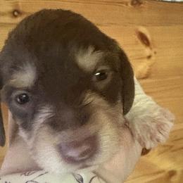 Chocolate n tan piebald read description - Chocolate and tan female Dachshund puppy in Helenville, Wisconsin from Remarkable Doxies