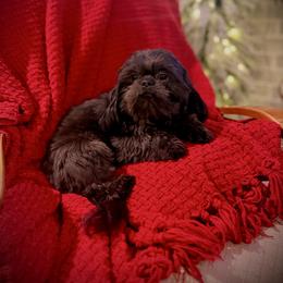 Cash - Shih Tzu