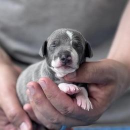 Boy 1 - Blue male Italian Greyhound puppy in Sugar Valley, Georgia from Pinnacle Farm and Kennel