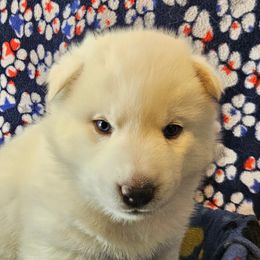 4 (brown) - White female Siberian Husky puppy in Dane, Wisconsin from Sunny Hurricane Siberians