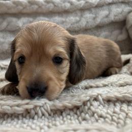 Blue Boy - Cream male Dachshund puppy in Mesa, Arizona from Ruby Desert Doxies
