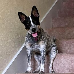 Australian Cattle Dogs from Rusty Blue Dog Farm